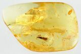 Detailed Fossil Gnat Bug (Enicocephalidae) In Baltic Amber - Rare #335541-2